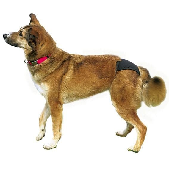 Черные защитные эластичные трусики для собак - 60-70 см за собакой в Алматы и в Казахстане