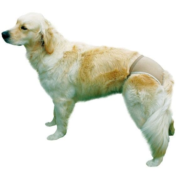 Бежевые защитные эластичные трусики для собак - 50 - 59 см за собакой в Алматы и в Казахстане