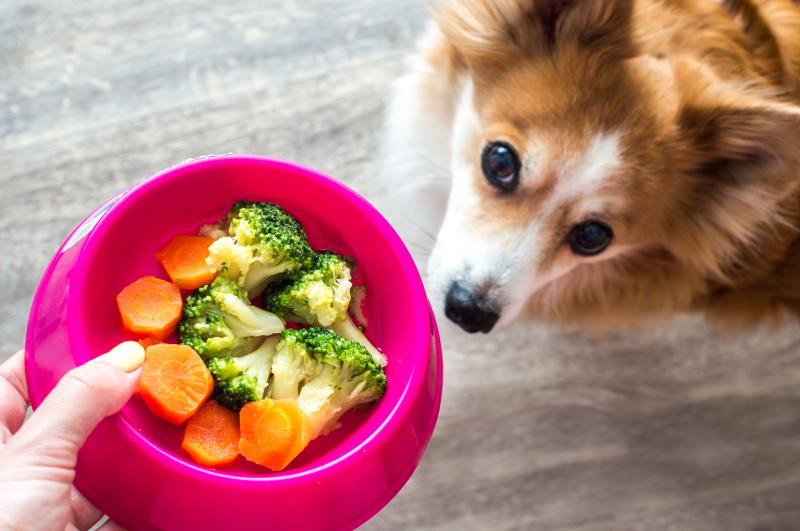 Вегетарианский корм для собак: здоровый выбор или модный тренд